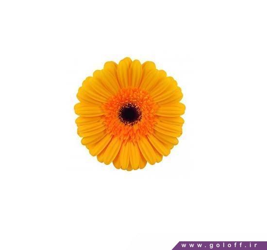 سفارش آنلاین گل - گل ژربرا گراندورادو - Gerbera | گل آف